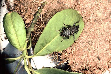 weevil