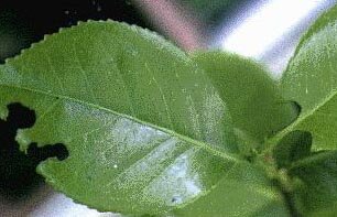 Leaves