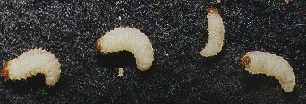 Larvae