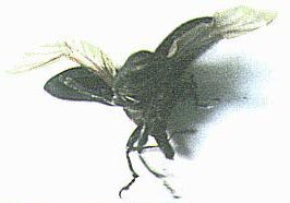 weevil