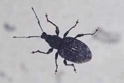 Weevil