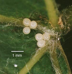 weevil eggs